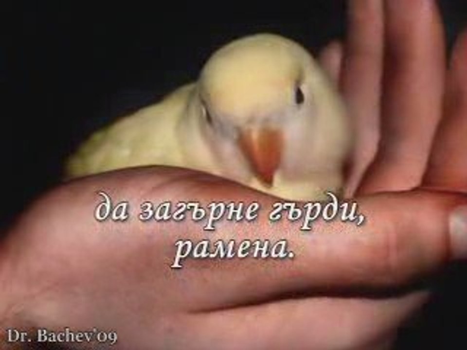 Niakoy triabva...