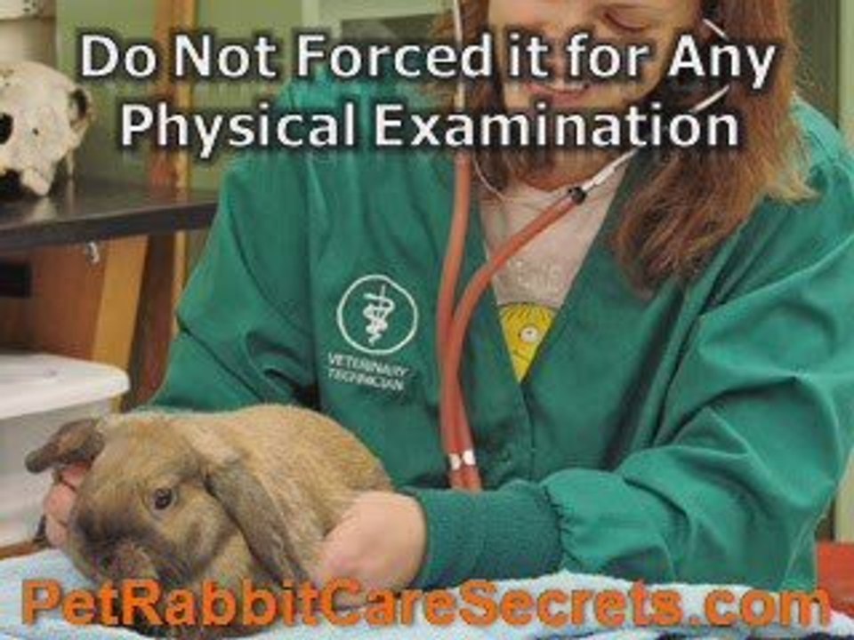 7 Tips That Will Help You When You Spot Wild Baby Rabbits