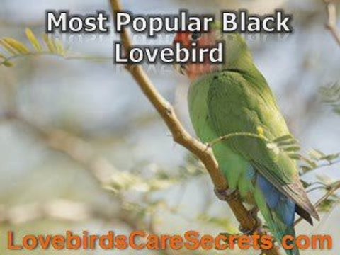 Black Lovebird Types and Their Different Characteristics