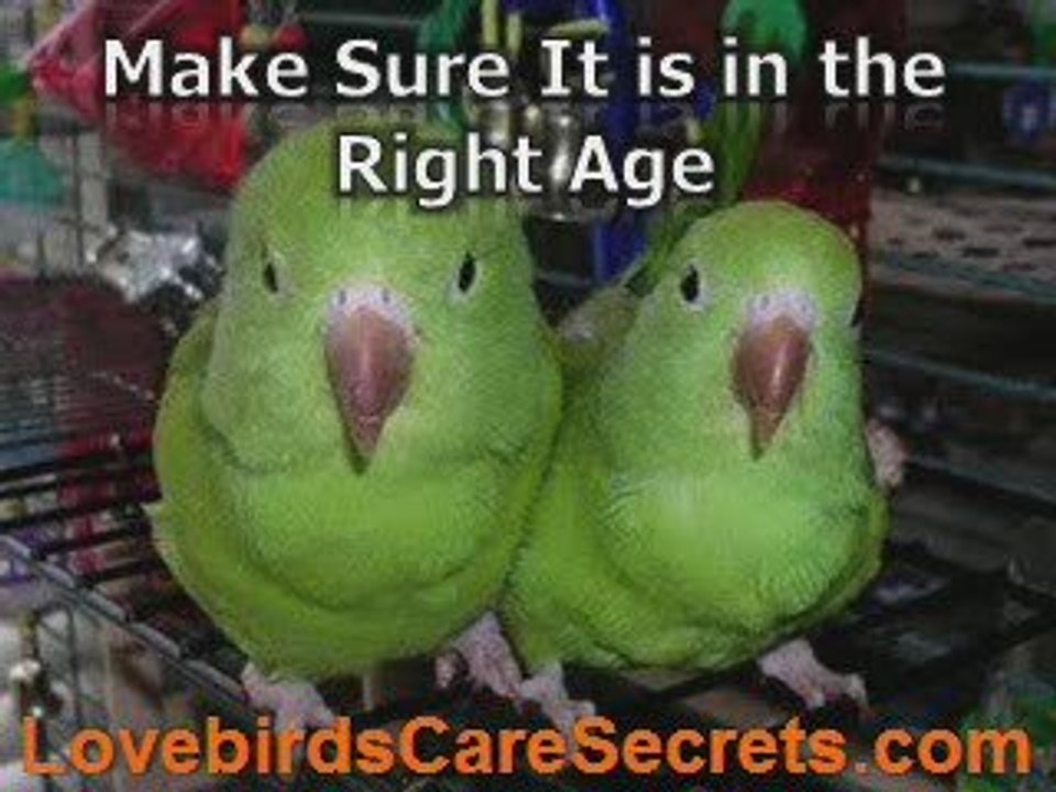 Helpful Information About Breeding Lovebirds