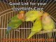 Proven Tips of Lovebirds Care