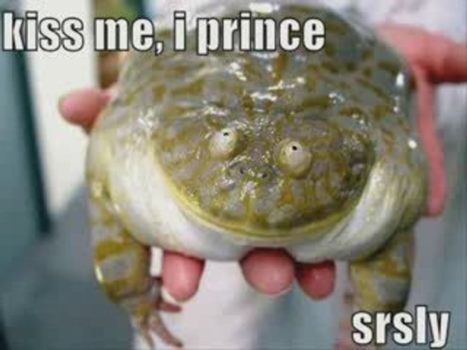 MUST SEE - Very Funny Animals