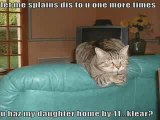MUST SEE - Very Funny Cats 9