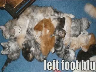 MUST SEE - Very Funny Cats 17