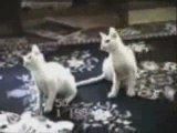 MUST SEE - Very Funny Cats 19