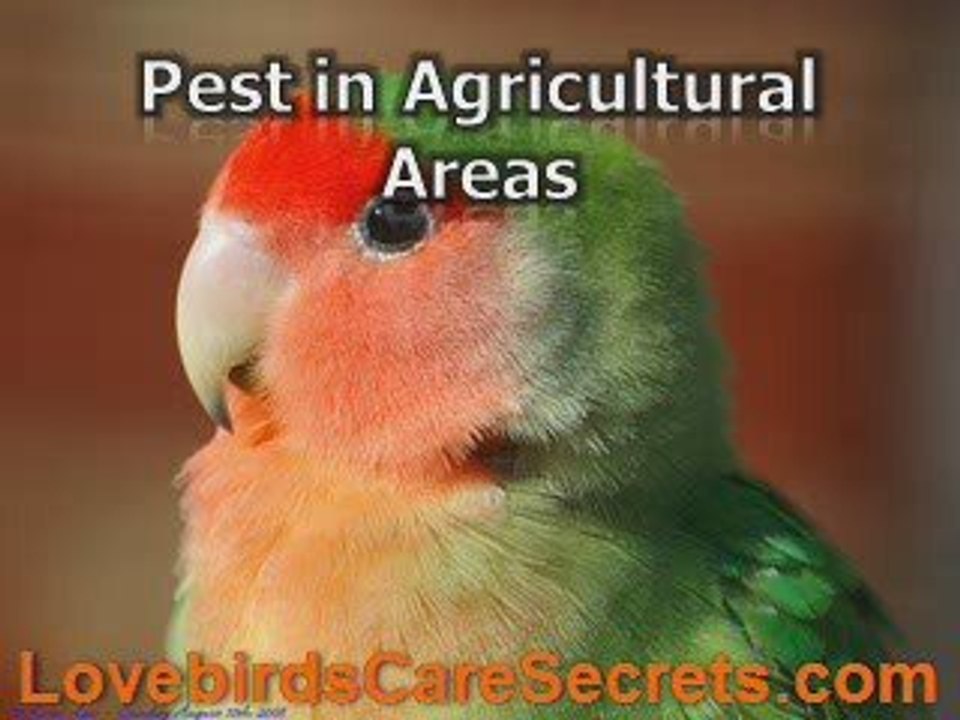 Do You Recognize Peach Lovebird Variations and Behavior?