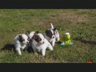 Chiots Papillon de la Ferme de la Rodde