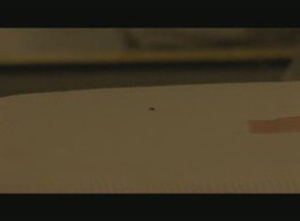 Bed Bug