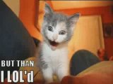 MUST SEE - Very Funny Cats 13