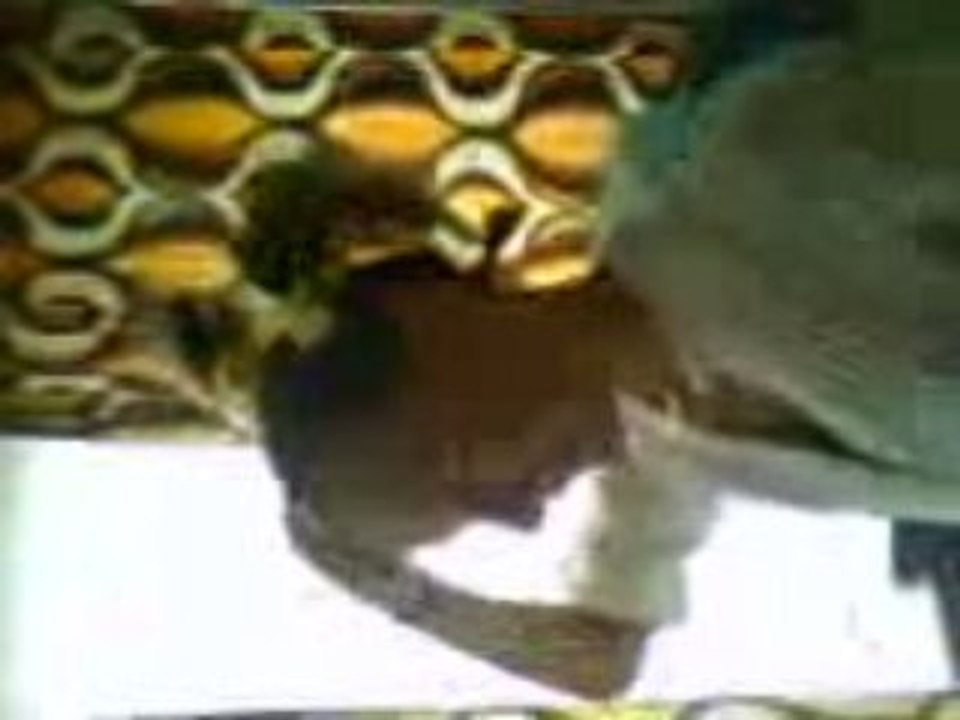 Ma cousine Olivia on lui a mis pleins de chouchou