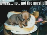 MUST SEE - Very Funny Dogs 2