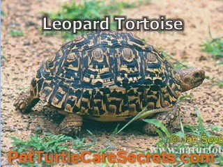 African Tortoise