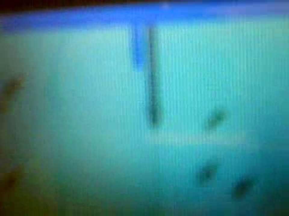 Vid0006