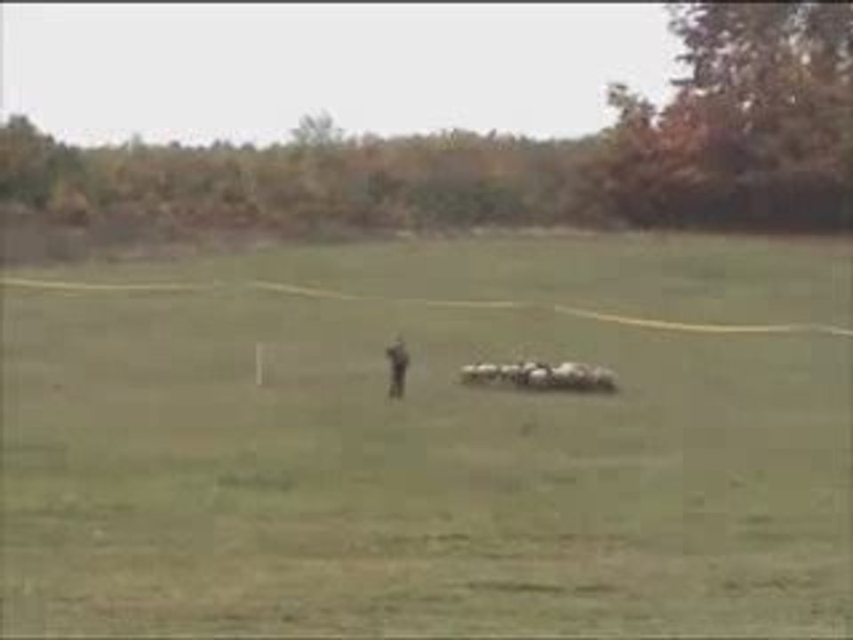 Beauceron en Hongrie