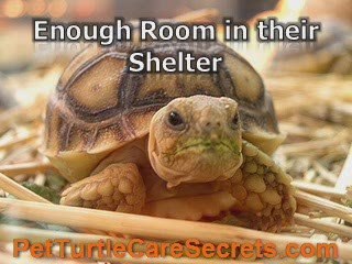 7 List of Turtles Care You Definitely Need