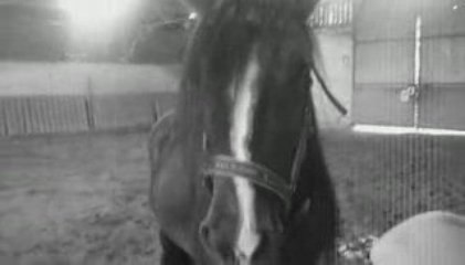 skipy  étalon irish cob