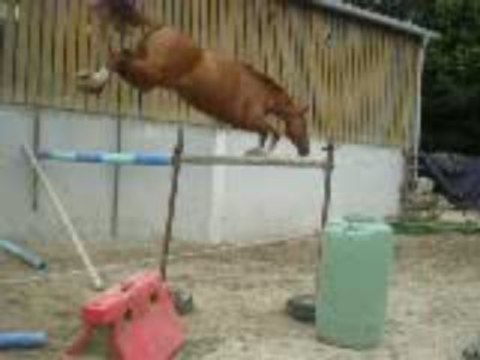 Ecurie du Nevez Quali de Razal