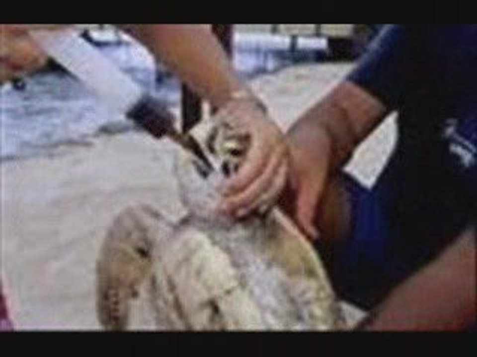 la tortue mdr_0001