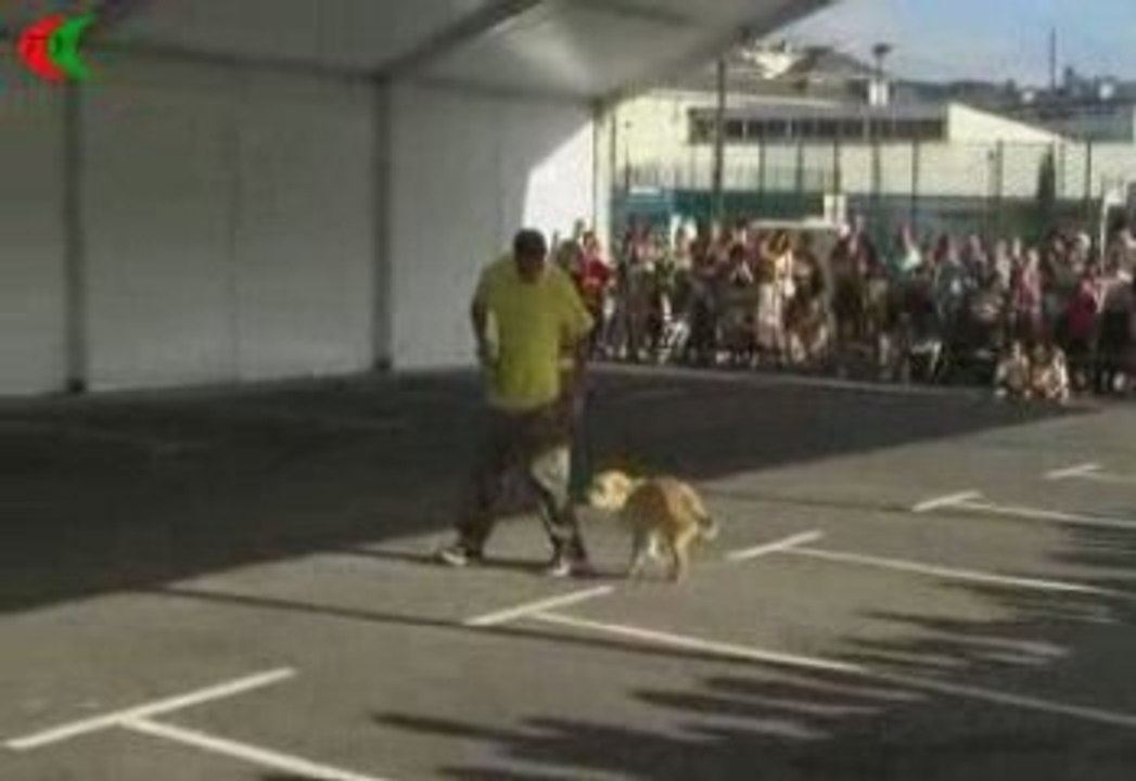 exhibicion adiestramiento canino