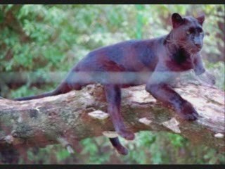 mon animal préféré