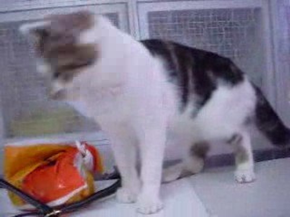 chaton01