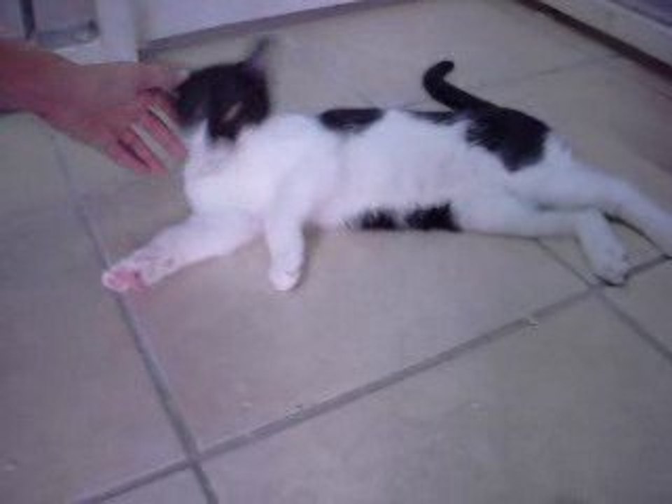 chaton02