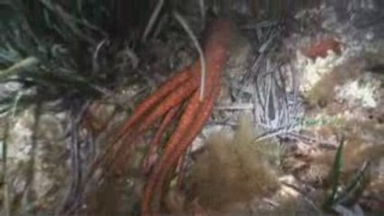 Plongée de Nuit-Plongée Côte Bleue