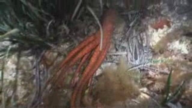 Plongée de Nuit-Plongée Côte Bleue