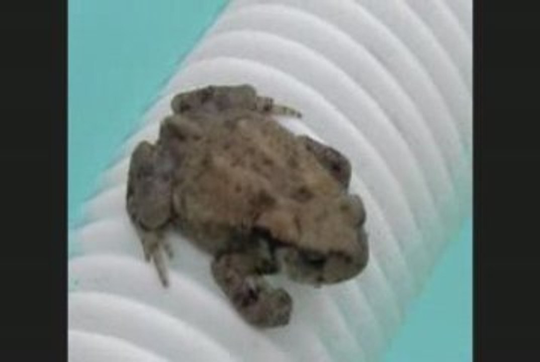 CRAPOUILLE ou GRENAUD ???