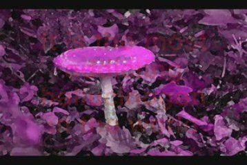 Mark Lambert's "Pandemic"