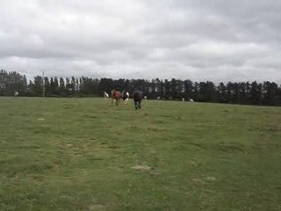 les chevaux sauvages(ou presque!)