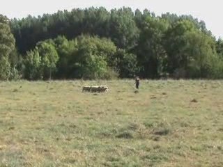 Troupeau chez Anne et Eric - séance 3 pour Dummy