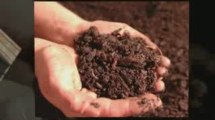 Compost Worms for Your Garden