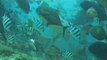 Fiji Scuba Diving Bull Shark in Fiji