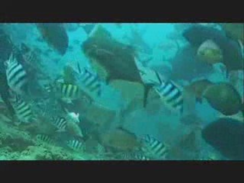 Fiji Scuba Diving Bull Shark in Fiji