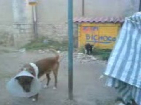 easy la folle et bichoco le sage mdr