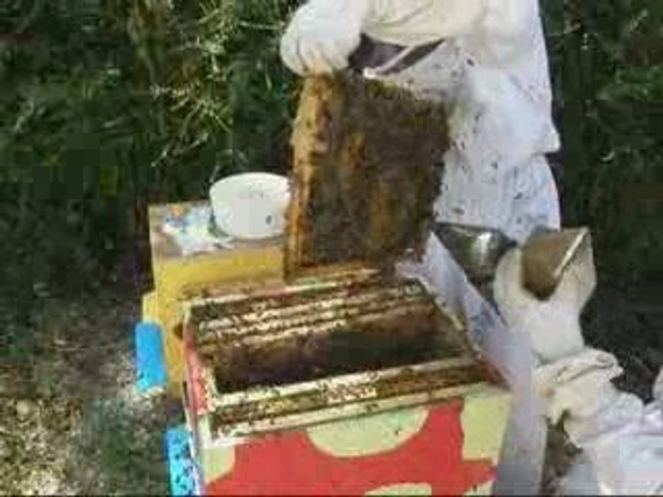 L'ambiance elle est au top - hommes et abeilles