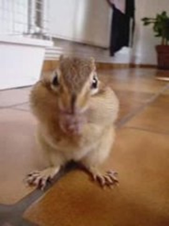 Ecureuil de Corée qui mange