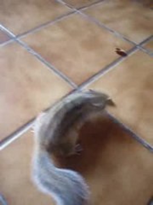 Ecureuil de Corée et Noisettes