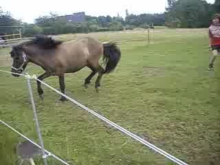 Les premiers saut de Volcan en liberté