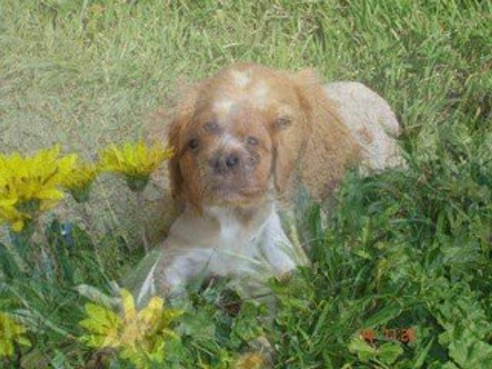 Elevage du Canal de Lunel Epagneul breton herault 34