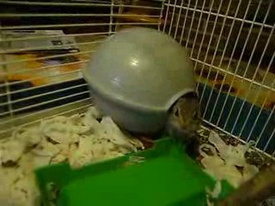 Ecureuil de Corée dans sa cage