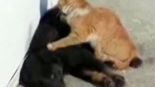 Massage cat dog