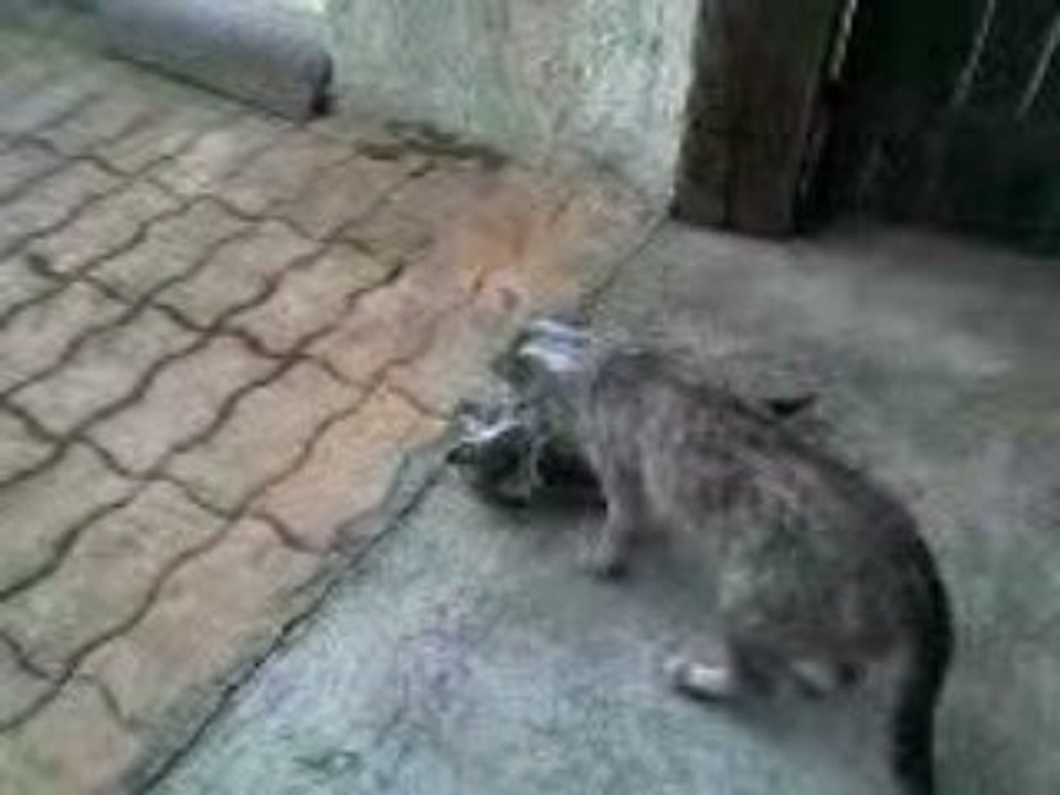 fifi et le chaton
