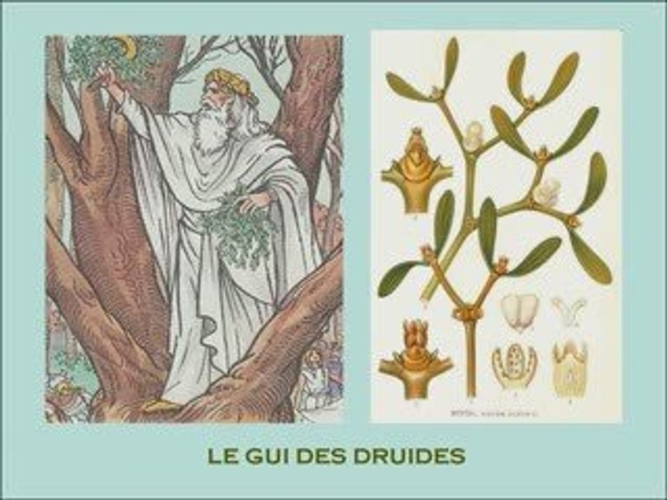 LE GUI ET LES DRUIDES