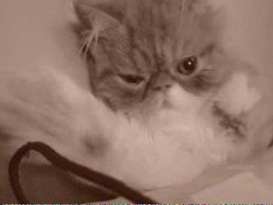 Miaou