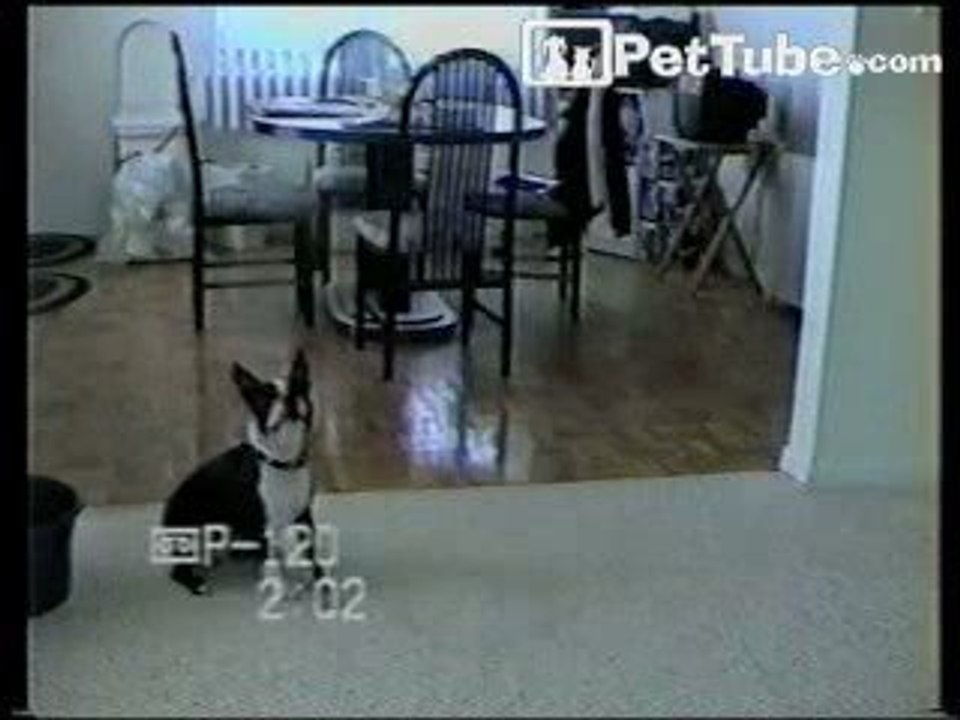Touchdown Pug - PetTube.com