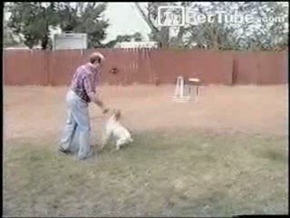Back-Flipping Dog - PetTube.com