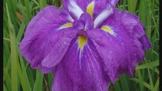 Jardin Iris