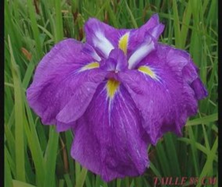 Jardin Iris